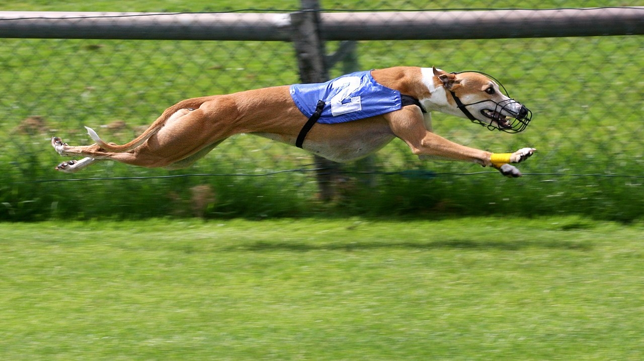 Galgo Inglês (Greyhound): Conhecido pela velocidade, tem um corpo extremamente magro, musculoso e aerodinâmico. Reprodução: Flipar