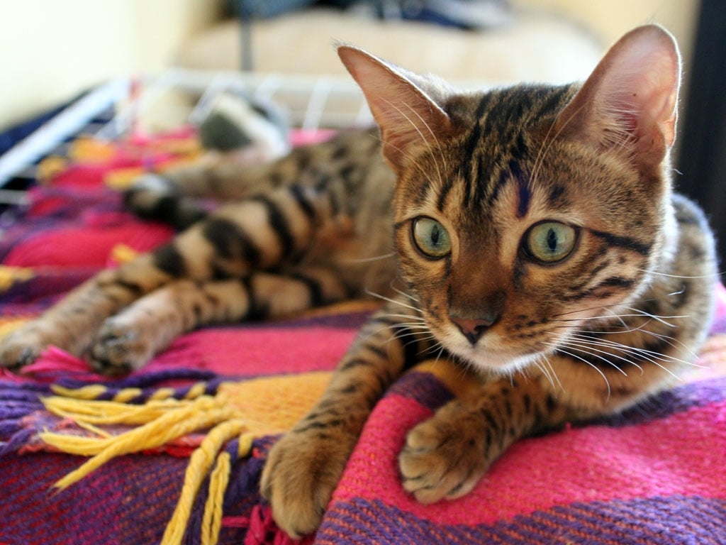 Bengal ou Gato de bengala - Surgiu nos anos 1960, nos EUA, do cruzamento de gatos domésticos e gatos-leopardos asiáticos. Cauda média e grossa. Pelo curto e fino. Gato forte, malhado, parece selvagem, mas é dócil. Vive de 10 a 16 anos.  Reprodução: Flipar