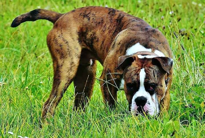Uma de suas principais características é ser muito fiel ao dono. É um cachorro bastante protetor a toda família e um verdadeiro amigão. Reprodução: Flipar