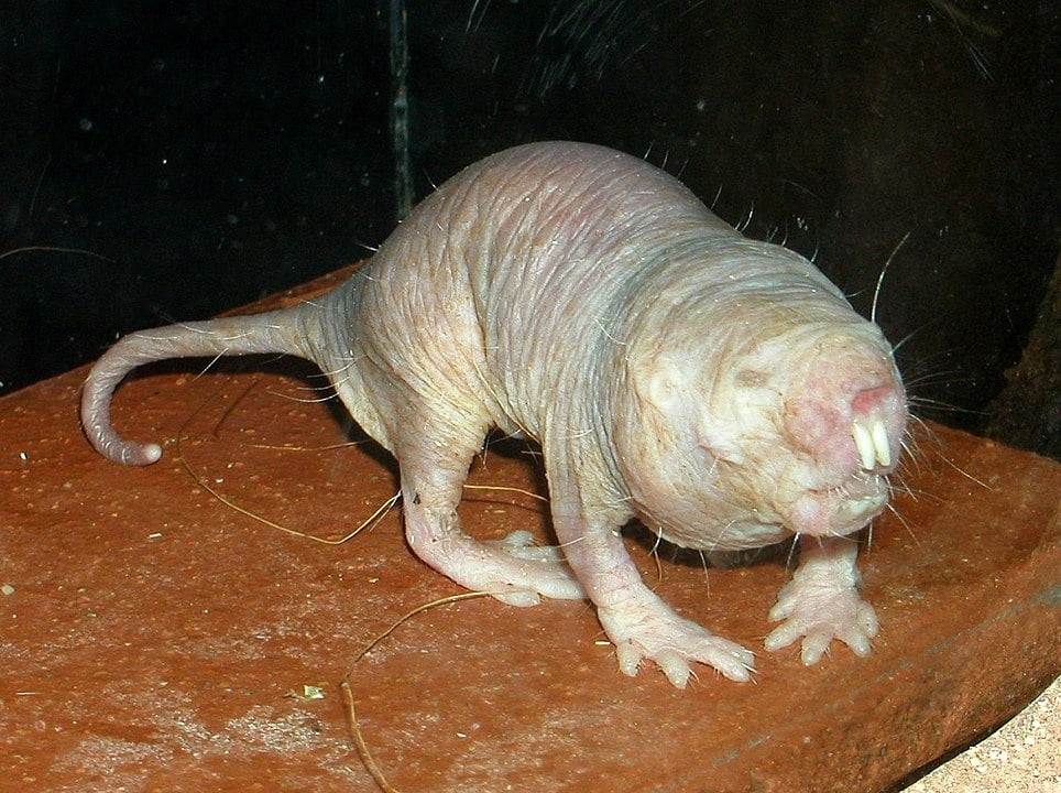 O rato-toupeira-pelado, com sua pele enrugada e ausência de pelos, é nativo do Leste da África e vive em colônias subterrâneas, adaptado a ambientes de pouco oxigênio Reprodução: Flipar