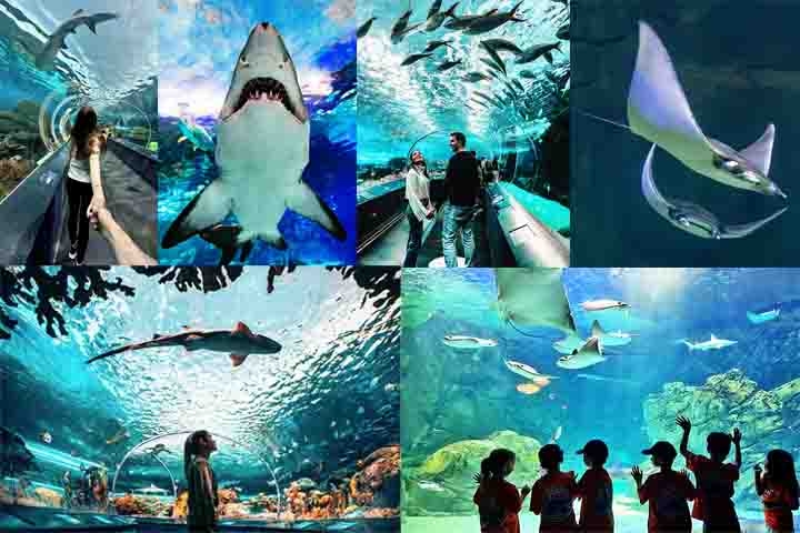 Ripley’s Aquarium of Canada (2013) – Um dos maiores aquários do Canadá, com mais de 16 mil animais marinhos. Possui um túnel subaquático com tubarões nadando acima dos visitantes. Exibe arraias, águas-vivas e espécies exóticas do mundo todo. Reprodução: Flipar