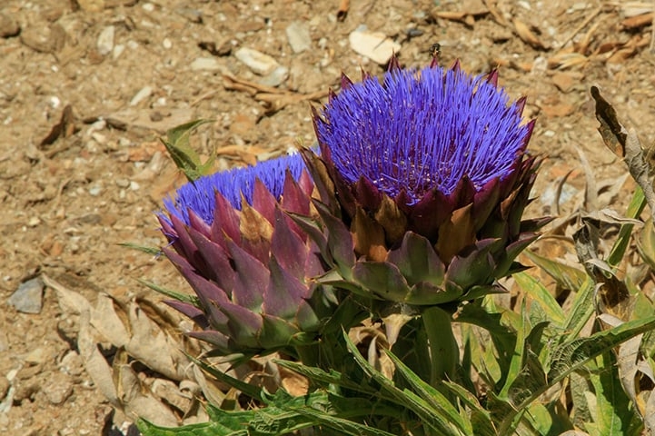 Cardo Roxo - Floresce na Europa, Ásia Ocidental e Norte de África. Durante o primeiro ano permanece sob a forma de roseta de folhas basilares, só desenvolvendo o caule e florescendo no segundo ano. Reprodução: Flipar