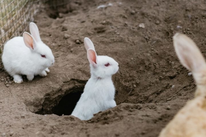 Por tempos, os coelhos têm sido associados à Páscoa por ser um símbolo de fertilidade e renascimento na cultura pagã. Ao contrário do que muitos pensam, os coelhos não botam ovos. Por serem mamíferos, os filhotes de coelho se desenvolvem dentro da barriga da mãe. Reprodução: Flipar