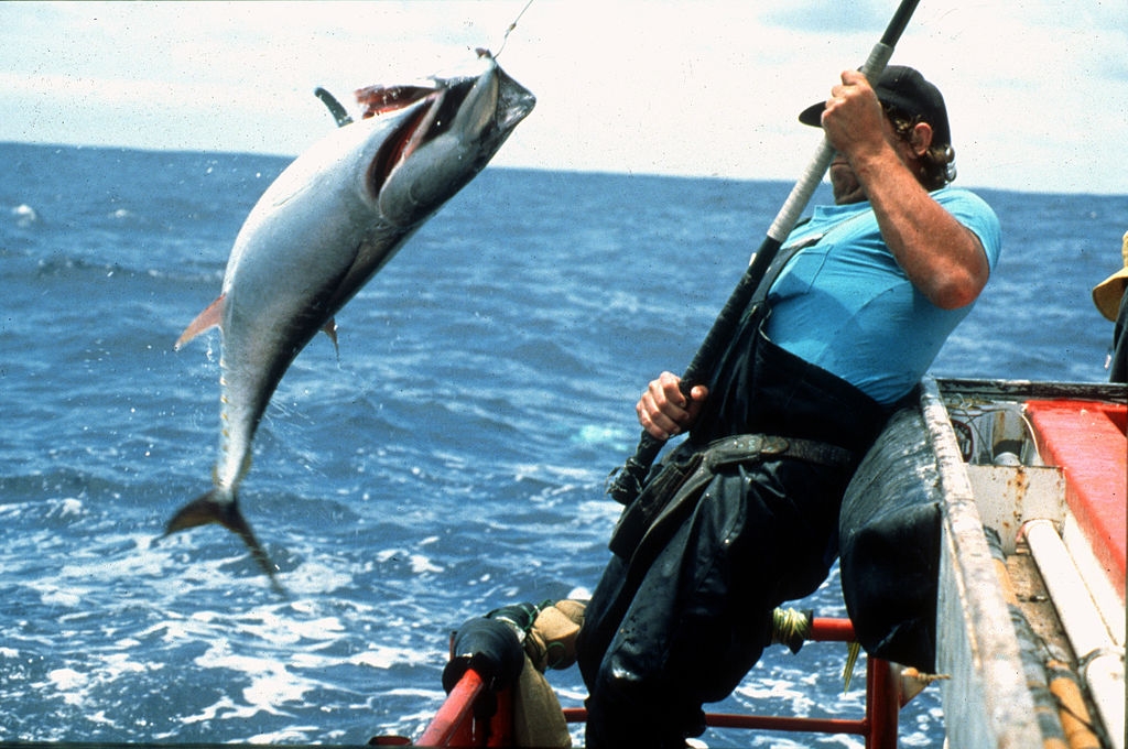 Essa mudança pode levar os atuns jovens a serem capturados em locais de pesca tradicional de outras espécies, como sardinhas e anchovas. Reprodução: Flipar