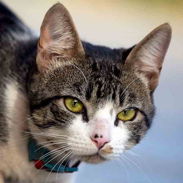 Os gatos podem emitir aproximadamente 100 barulhos e sons distintos, enquanto um cachorro produz cerca de 10. Reprodução: Flipar