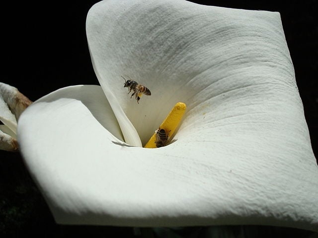 Copo-de-leite (Zantedeschia aethiopica): Originária da África do Sul, cresce em ambientes tropicais e subtropicais. Todas as partes da planta são tóxicas, causando queimação e inchaço em contato com mucosas.
 Reprodução: Flipar