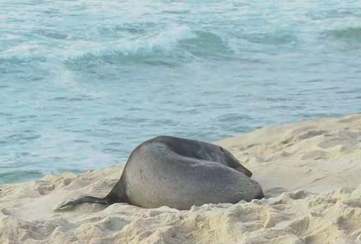 Na avaliação feita pelos especialistas, o lobo-marinho está sem lesões e não aparenta cansaço. Ele teria vindo da Antártida, trazido por uma corrente marinha. Reprodução: Flipar