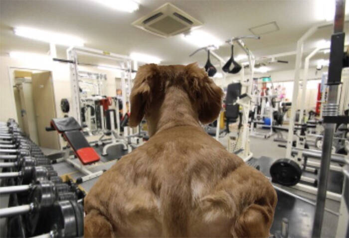 Ilusão de óptica de cão musculoso bomba no twitter e vira meme; veja. Foto: Reprodução/ Twitter