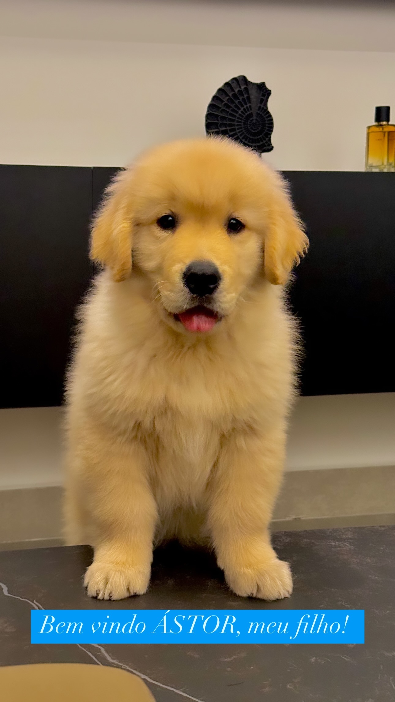 Astor é o novo cachorro de estimação do tutor de Joca, morto em voo da Gol Reprodução/Instagram