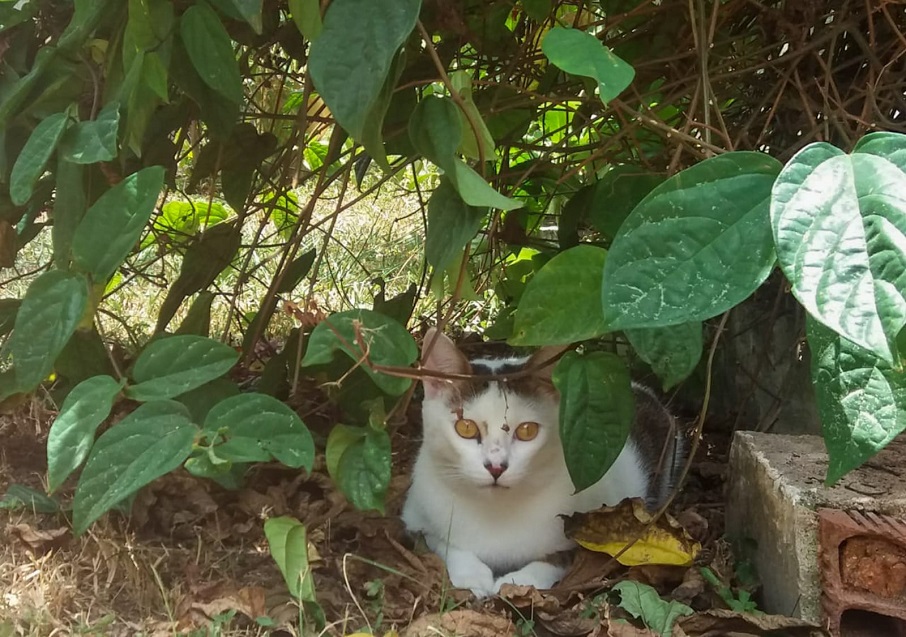 O gato Vênus no jardim da casa de sua tutora, a publicitária Thayná Duarte.. Foto: Arquivo pessoal