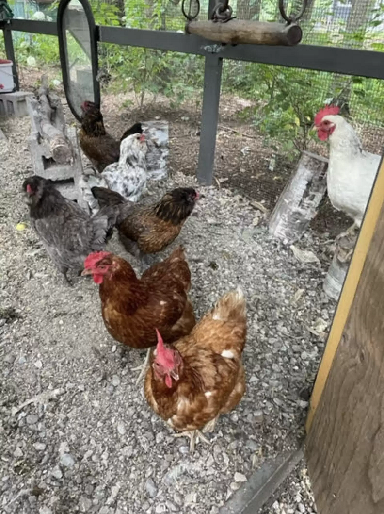 As sete galinhas vivem em um galinheiro protegido . Foto: Holly Brown