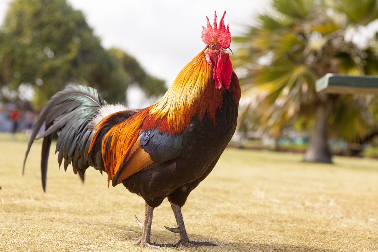 Galo (Gallus gallus domesticus) - O galo descende do galo-banquiva, originário do sudeste asiático. Ele habita principalmente ambientes rurais e urbanos, onde é criado para produção de carne e ovos. Sua expectativa de vida varia de 5 a 10 anos, dependendo das condições de manejo. Reprodução: Flipar