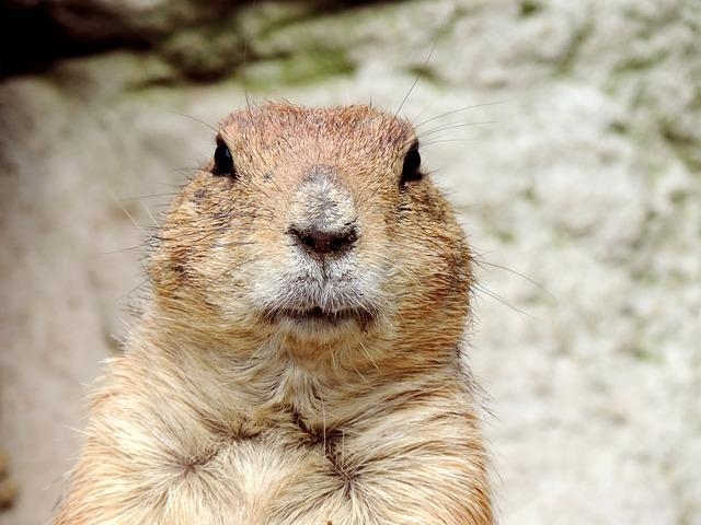 As discussões sobre hibernação ou descanso são intensas, a ponto de certos animais entrarem na lista dos que hibernam e também na outra, dos que não hibernam, mas reduzem o metabolismo e dormem muito. Veja alguns animais que dormem durante o inverno.  Reprodução: Flipar