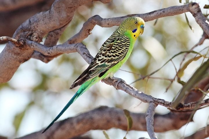 Periquito-australiano: Esta espécie tem cerca de 18 cm. Vive entre 5 e 10 anos. Ele é muito sociável, é capaz de identificar e distinguir pessoas e depende dessa convivência para seu bem-estar.  Reprodução: Flipar