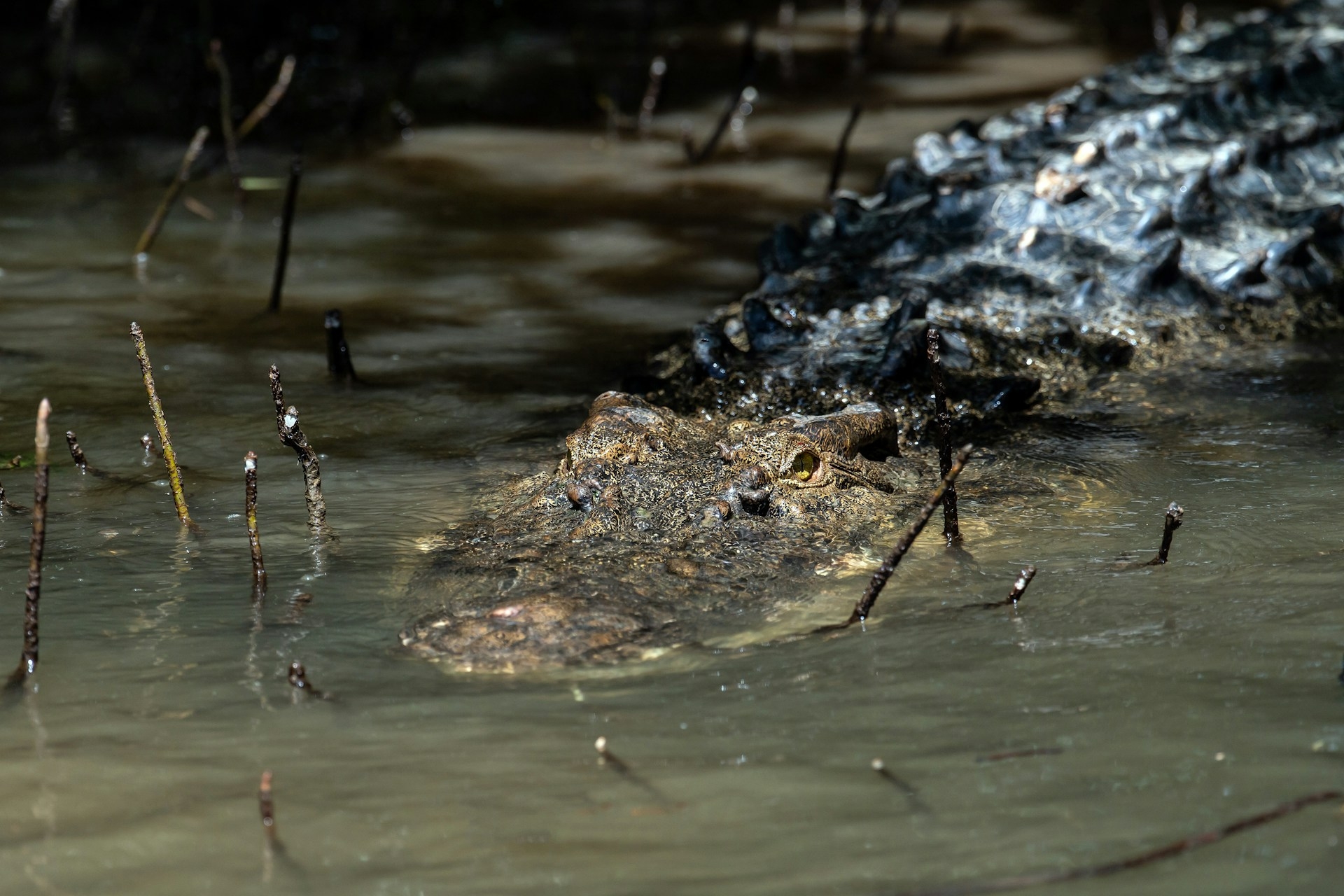 McClean lavava as mãos em um lago da região, na noite do dia 14 de setembro de 2017, quando foi surpreendido pelo bote de um crocodilo. Reprodução: Flipar