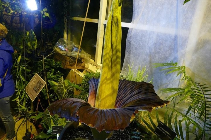 Além disso, a Rafflesia arnoldii se destaca por ser a maior flor do mundo, podendo atingir até 1,1 m de diâmetro e pesar cerca de 11 kg. Suas pétalas, grossas e carnudas, podem chegar a quase 2 cm de espessura. Reprodução: Flipar