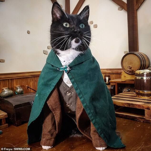 Um gatinho de Hobbit, os carismáticos personagens principais de O Senhor dos Anéis. Foto: Freyu