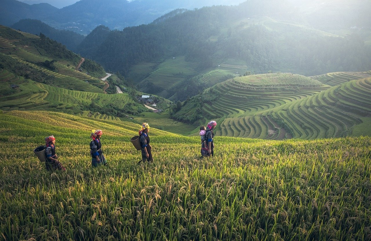No Vietnã, o cereal está tão integrado à espiritualidade dos camponeses que muitos enterros são feitos em arrozais, com uma celebração especial que inclui cantos e danças.  Reprodução: Flipar