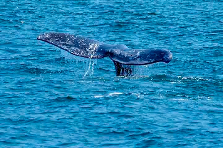 A baleia-cinzenta é a única espécie viva em seu gênero e família. Ela mede cerca de 15 metros de comprimento e pode chegar a pesar 35 toneladas. Em geral, se alimenta no fundo do mar de pequenos crustáceos, krills, plânctons e moluscos. Reprodução: Flipar