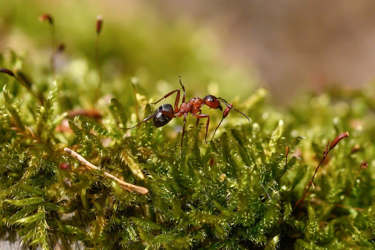 Vamos, então, a algumas curiosidades sobre as formigas. Elas dispersam sementes e arejam o solo, para que os nutrientes cheguem com mais facilidade até as raízes. Também decompõem matéria orgânica e criam habitat para outros animais. Reprodução: Flipar