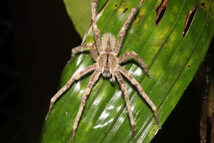 O veneno afeta o sistema nervoso, podendo levar a dificuldades respiratórias e parada cardíaca. Entre as aranhas presentes no Brasil, a armadeira é uma das que mais causam acidentes. Reprodução: Flipar