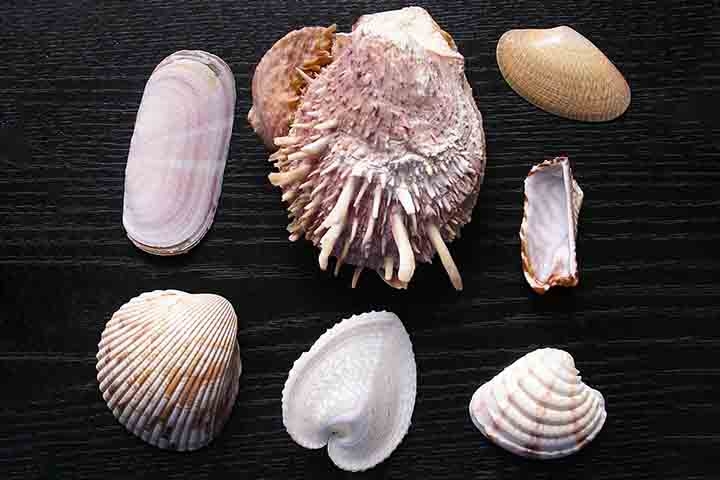 Quem costuma ir à praia deve encontrar muitas conchas pela areia e nem imagina a sua importância para o ecossistema. Afinal, apesar de tão pequenas, elas contribuem para que moluscos e até mesmo caranguejos-eremitas encontrem uma superfície protetora. Reprodução: Flipar