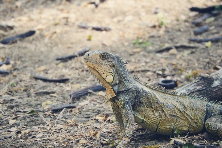 Isso porque as iguanas são conhecidas pela resistência, acostumadas a lugares secos e capazes de aguentar o calor intenso, falta de comida e água. Reprodução: Flipar