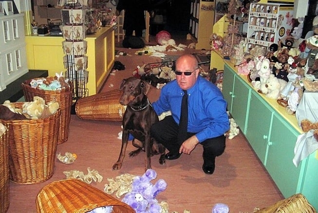 O cão (Barney) e o segurança noturno Greg West trabalhavam juntos havia seis anos e, aparentemente, o ataque de fúria do doberman foi causado por ciúmes em relação aos ursinhos de pelúcia. Reprodução: Flipar