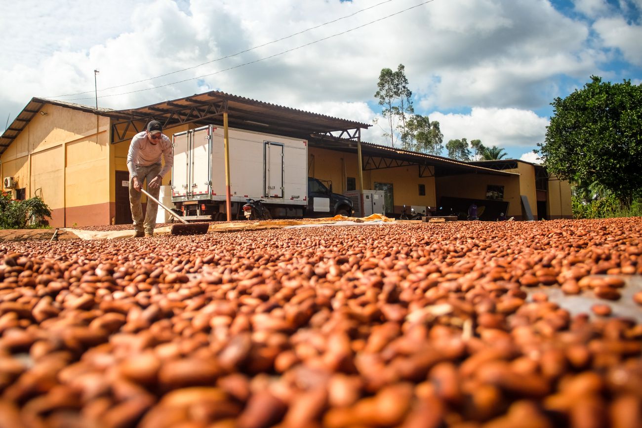  Rota Turística do Cacau ao Chocolate, projeto turístico muito aguardado pelos produtores de cacau da região Divulgação