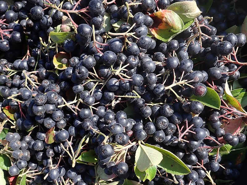 O estudo analisou um grupo de adultos que consumiram pelo período de um ano e meio a fruta nativa da América do Norte e de baixa caloria. Ela também é rica em fibras, vitamina C e K, além de ferro.
 Reprodução: Flipar