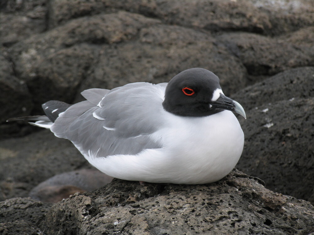 Ave típica do Arquipélago de Galápagos. Foto: Reprodução / Redes Sociais
