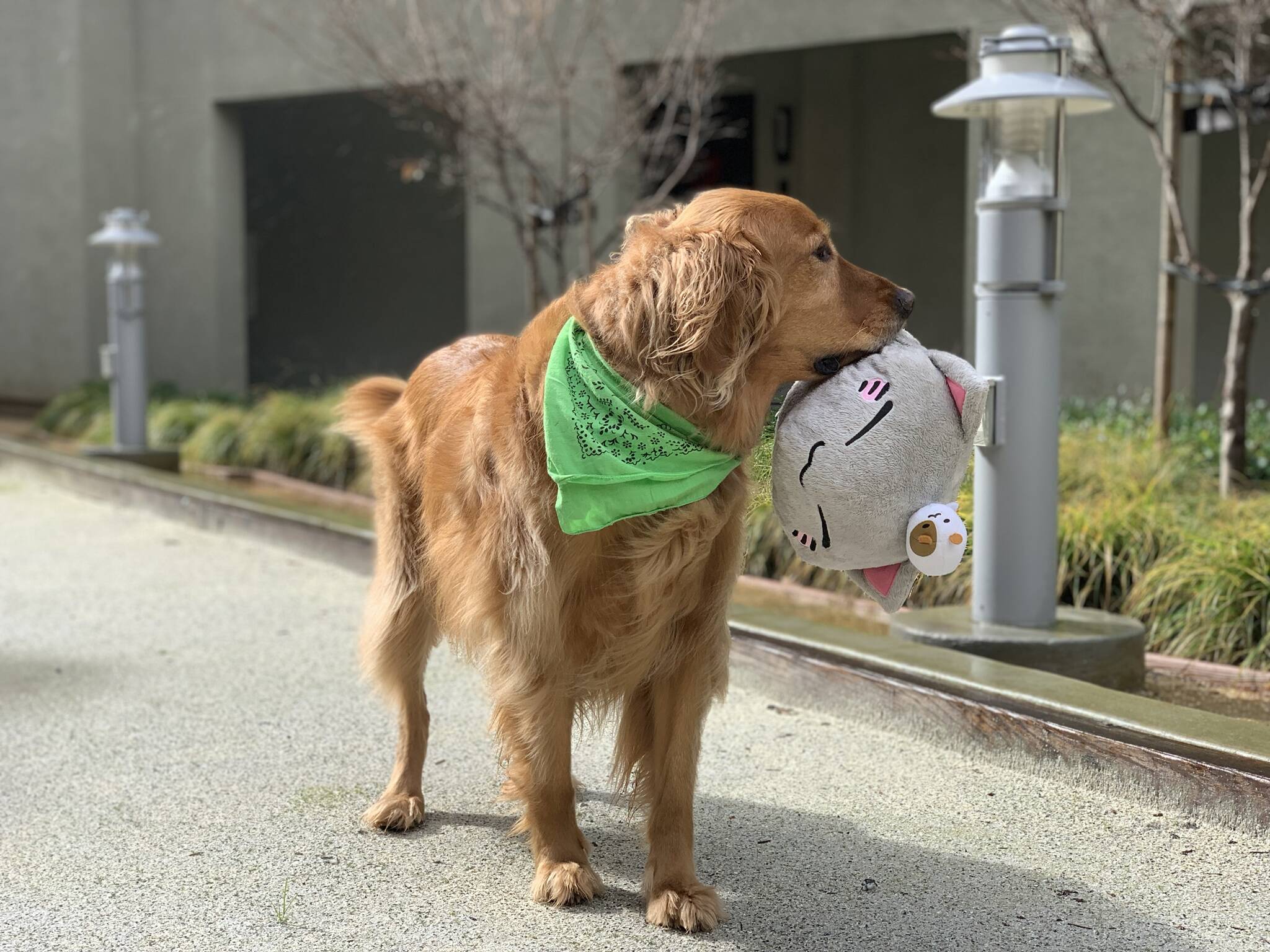 Cão possui coleção de brinquedos. Foto: Cão possui coleção de brinquedos