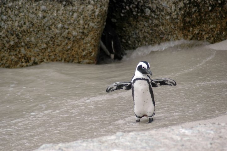 A expectativa de vida do pinguim-de-magalhães é de 10 a 12 anos, caso não sejam abatidos por fenômenos trágicos como um ocorrido no litoral de Santa Catarina em 2022. Reprodução: Flipar