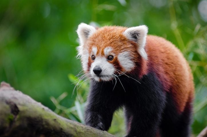 Há programas de proteção de florestas e reservas naturais na China, Nepal e Índia. Organizações como o Red Panda Network treinam comunidades locais para monitorar e proteger os pandas.
 Reprodução: Flipar