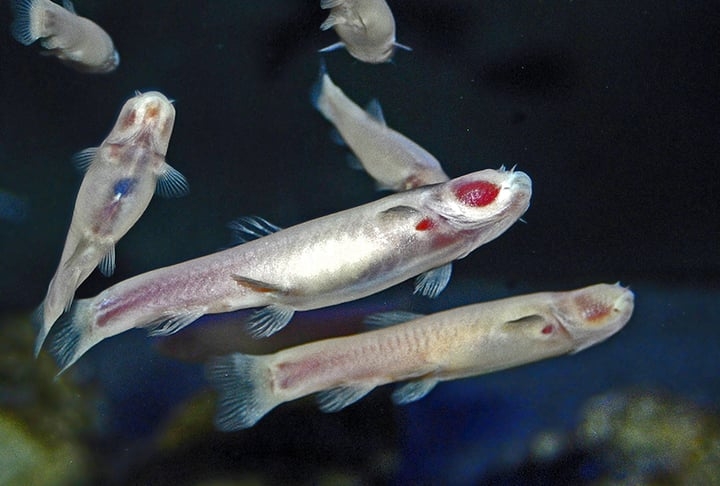 Inclusive, as ovas que foram expostas à luz em testes nos aquários resultaram em peixes que morreram rapidamente.  Reprodução: Flipar