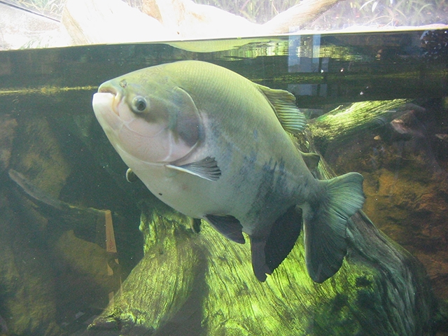 Pacu - Outro peixe comum no prato dos brasileiros, é vítima de pesca em épocas inapropriadas, quando deveria ser protegido pelo defeso para garantia da reprodução.  Reprodução: Flipar