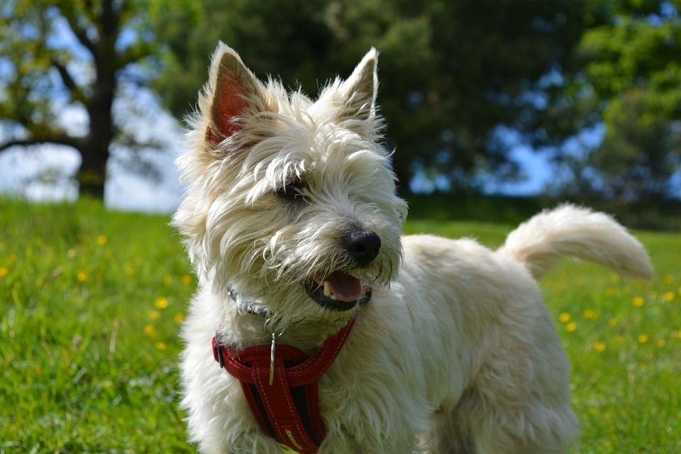 Cairn Terrier. Foto: hazelw90/Pixabay