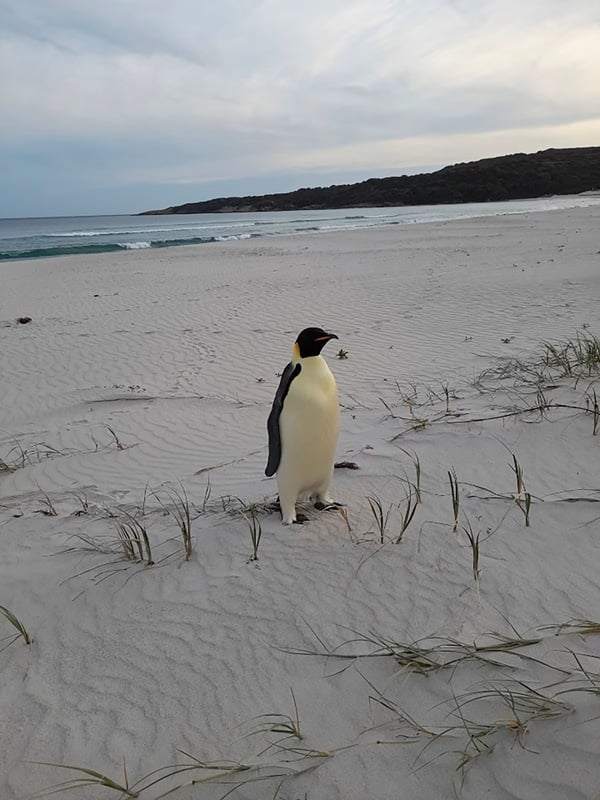 Um pinguim-imperador apareceu no litoral da Austrália, para espanto geral. Foi na Praia de Denmark, no extremo sul do país. O animal, que vive na Antártida, estava na areia. Com quase 1 metro de altura, ele estava sozinho, e especialistas deduziram que ele se perdeu no oceano.  Reprodução: Flipar