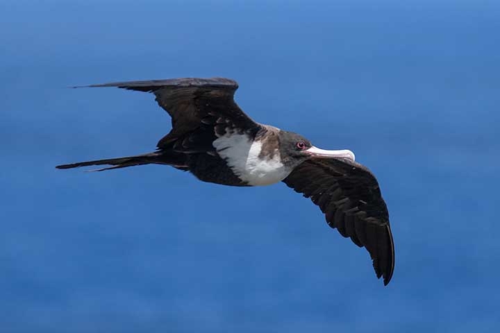 Algumas outras aves também mostram incrível poder de resistência de voo. Outra espécie de andorinhão, o Tesourão-Grande (Fregata minor), alcança dois meses voando sem parar, com um estudo de 2013 publicado na Nature. Reprodução: Flipar