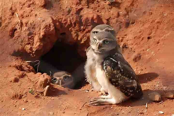 Quando alguém pede para imaginar um ninho, a imagem tradicional vem à mente. Mas existem diversos tipos curiosos pelo mundo. Os ninhos são estruturas construídas por animais, principalmente aves, para abrigar e proteger seus filhotes. Eles servem para evitar o acesso de predadores e para permitir o desenvolvimento das crias. Reprodução: Flipar