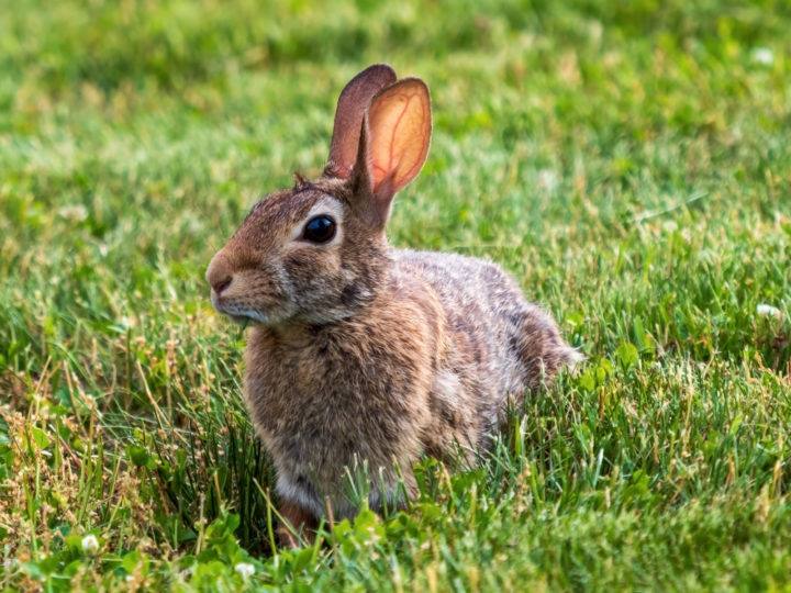 Os coelhos são animais peludos e orelhudos que encantam com sua fofura, mas guardam muito mais do que aparentam.  Reprodução: Flipar