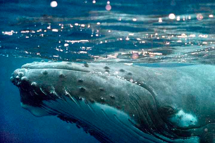 A população brasileira de jubartes se distribuía originalmente, durante a época reprodutiva, do Rio Grande do Norte a São Paulo. Atualmente, se concentra no Banco dos Abrolhos, extensão da plataforma continental recoberta por recifes de coral entre o sul da Bahia e o norte do Espírito Santo.  Reprodução: Flipar