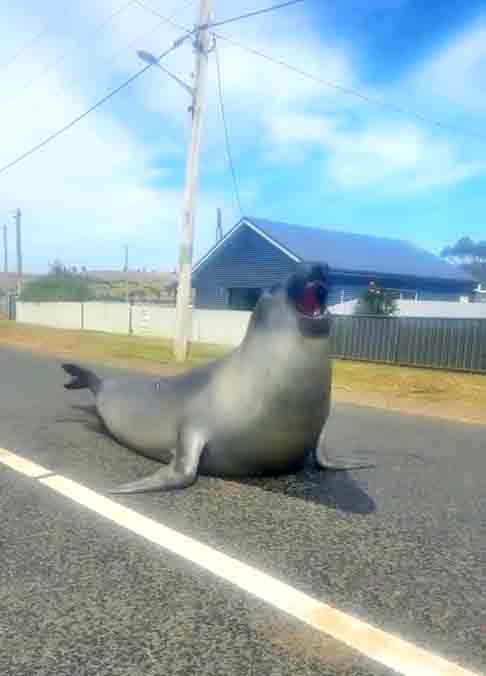 O animal costuma se afastar da costa e se arrastar pelo asfalto. Ele bloqueou o acesso ao carro de uma mulher, deitou-se em frente a uma imobiliária e causou alvoroço em uma loja de peixe e batatas fritas. Reprodução: Flipar