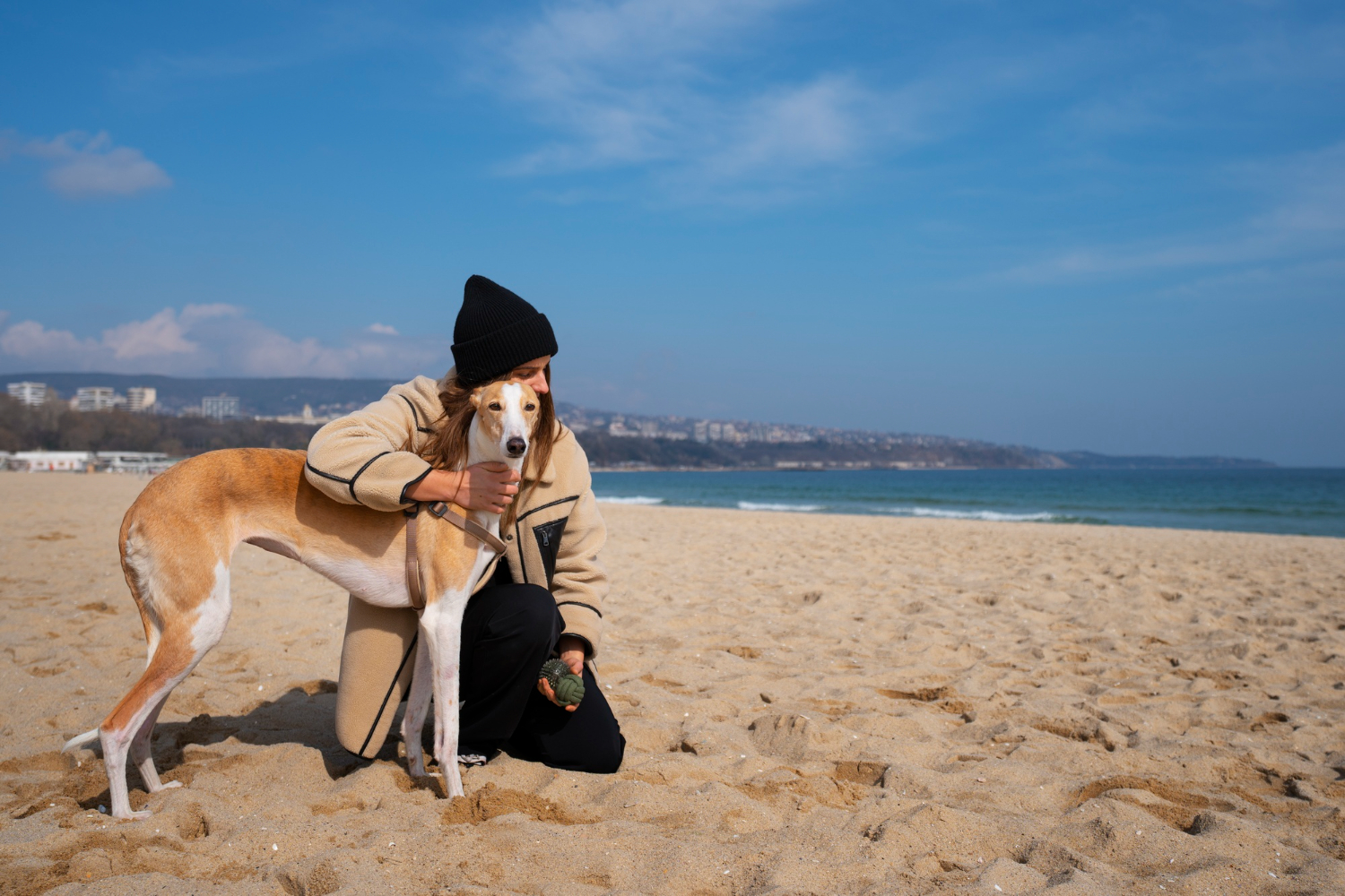 O Greyhound é um cão dócil e muito afetuoso