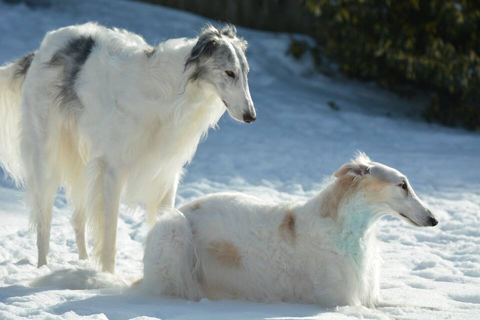 A pelagem do Borzoi ajuda o cão a resistir ao clima frio. Foto: Charlotte Yealey/Pixaba