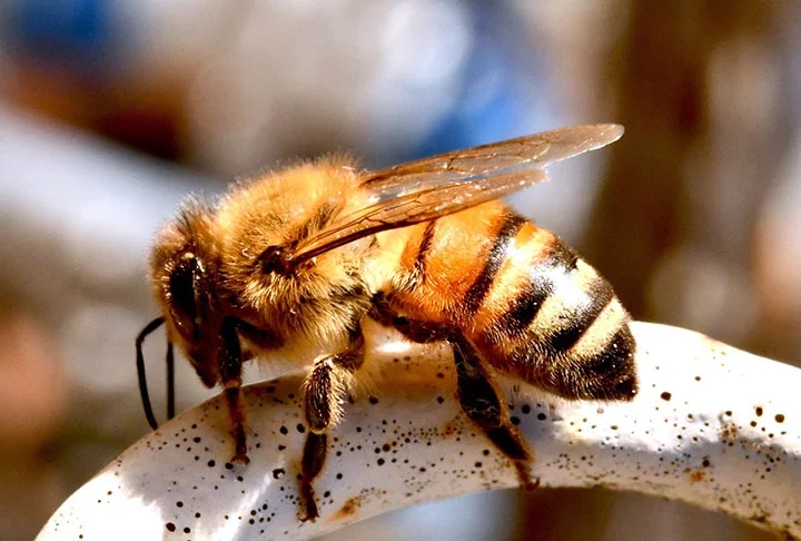 As abelhas têm importância gigantesca para o meio ambiente. Por isso, existe uma preocupação permanente com a preservação da espécie. Reprodução: Flipar
