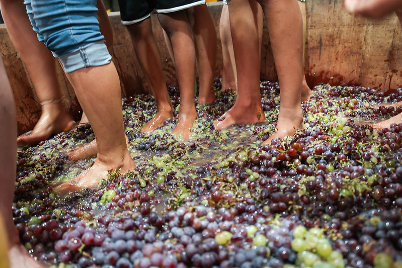 Pés na tina pisando na uva. Foto: Prefeitura de Jundiaí