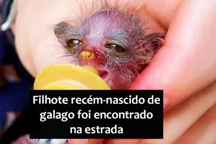 Na cidade de Joanesburgo, na África do Sul, um homem se deparou com um pequeno animal de coloração rosa estava sozinho, desprotegido, no chão. Aquele minúsculo ser parecia frágil e em apuros, mas o homem sabia que deveria agir rapidamente.  Reprodução: Flipar