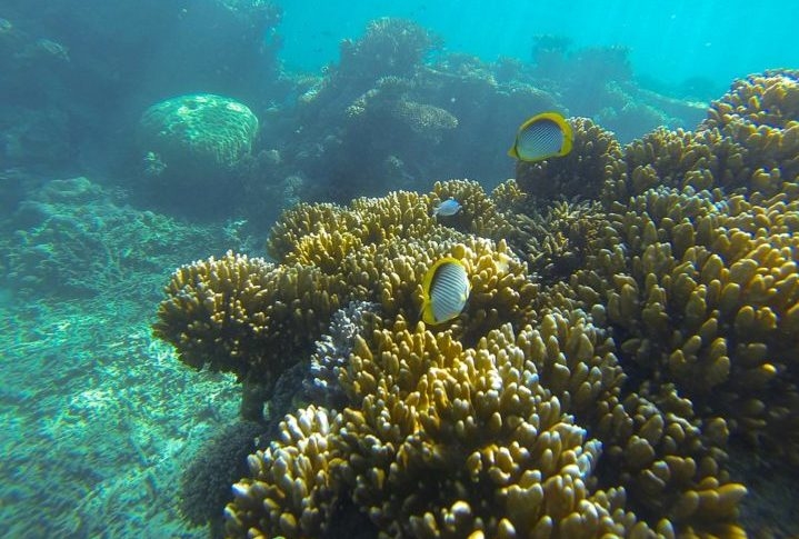 A poluição de fontes como escoamento agrícola e desenvolvimento costeiro também está prejudicando o recife. A sobrepesca está reduzindo as populações de peixes que são importantes para o ecossistema do recife. Reprodução: Flipar