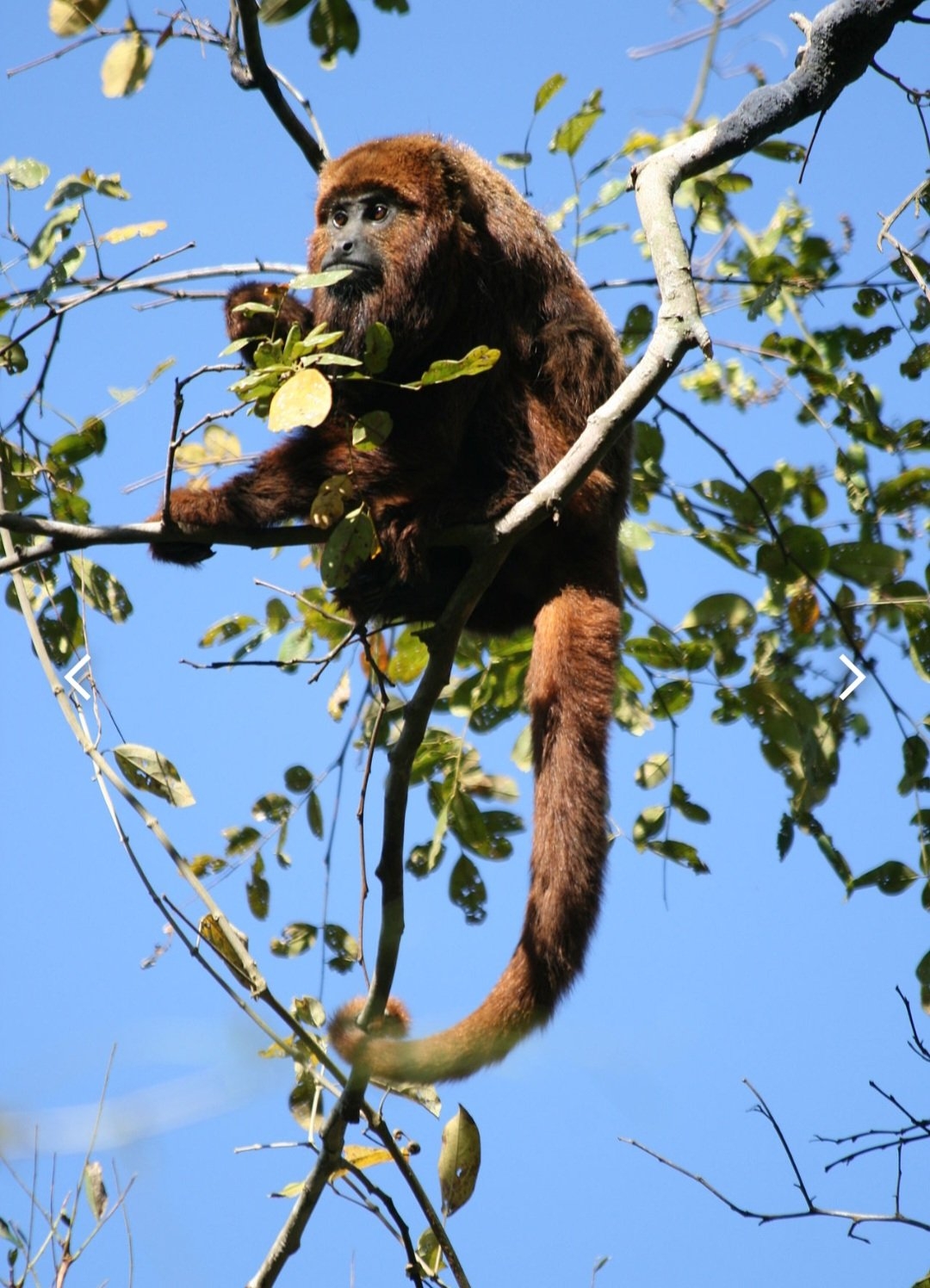 Seu som atinge 128 decibéis e pode ser ouvido a cerca de 5 km de distância. Os uivos do bugio simulam o som de uma ventania. Por isso, eles também são chamados de macacos uivadores.  Eles emitem os ruídos para localização, disputas de território e comunicação. 
 Reprodução: Flipar